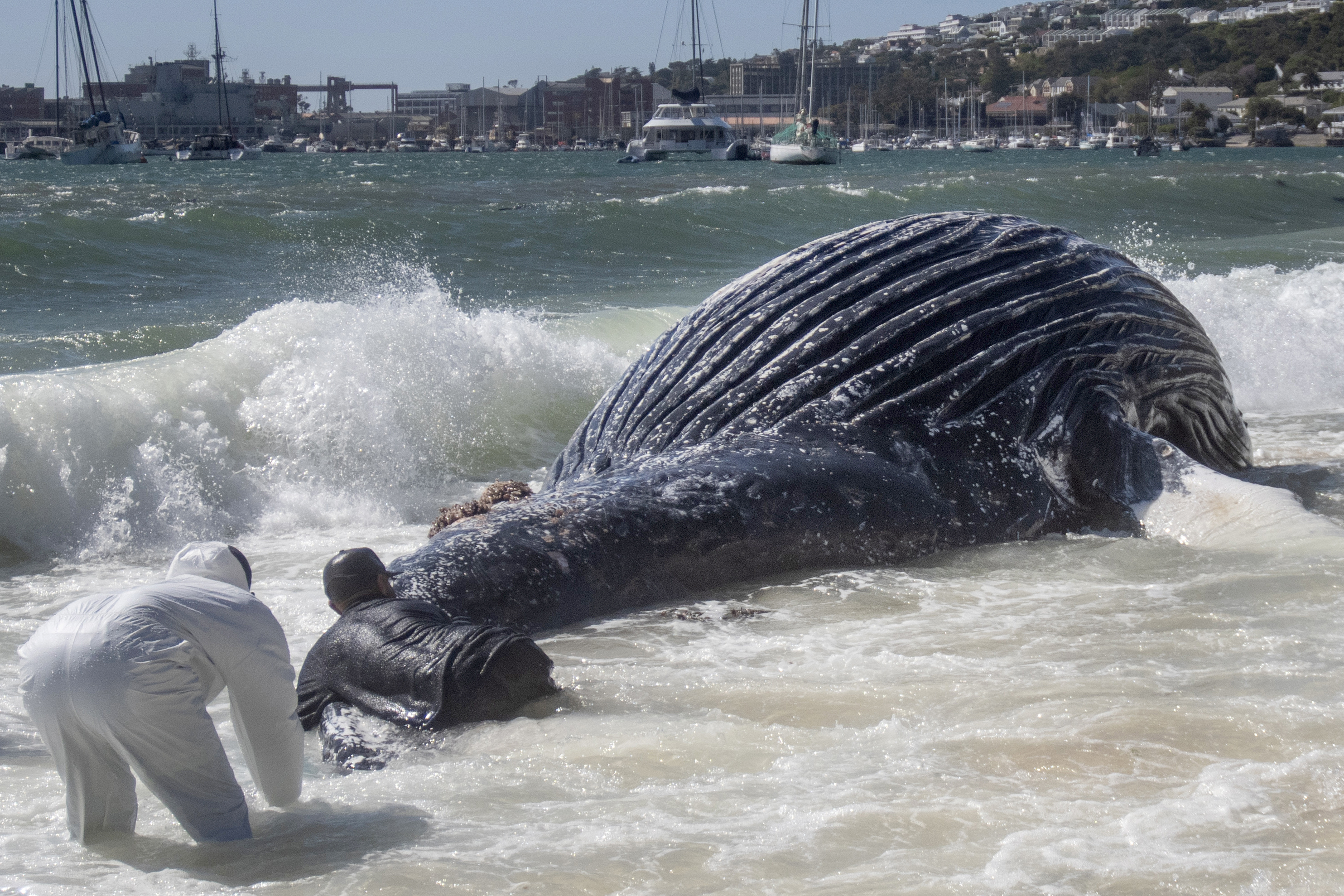 A dead humpback whale lies washed up on a beach.
