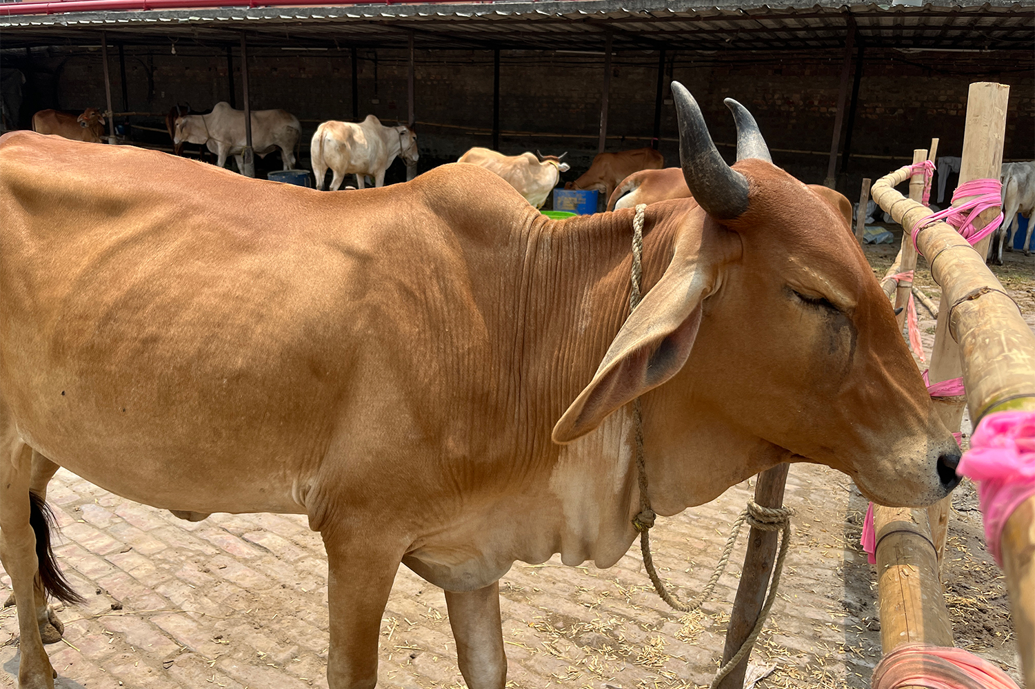 West Bengal Eid