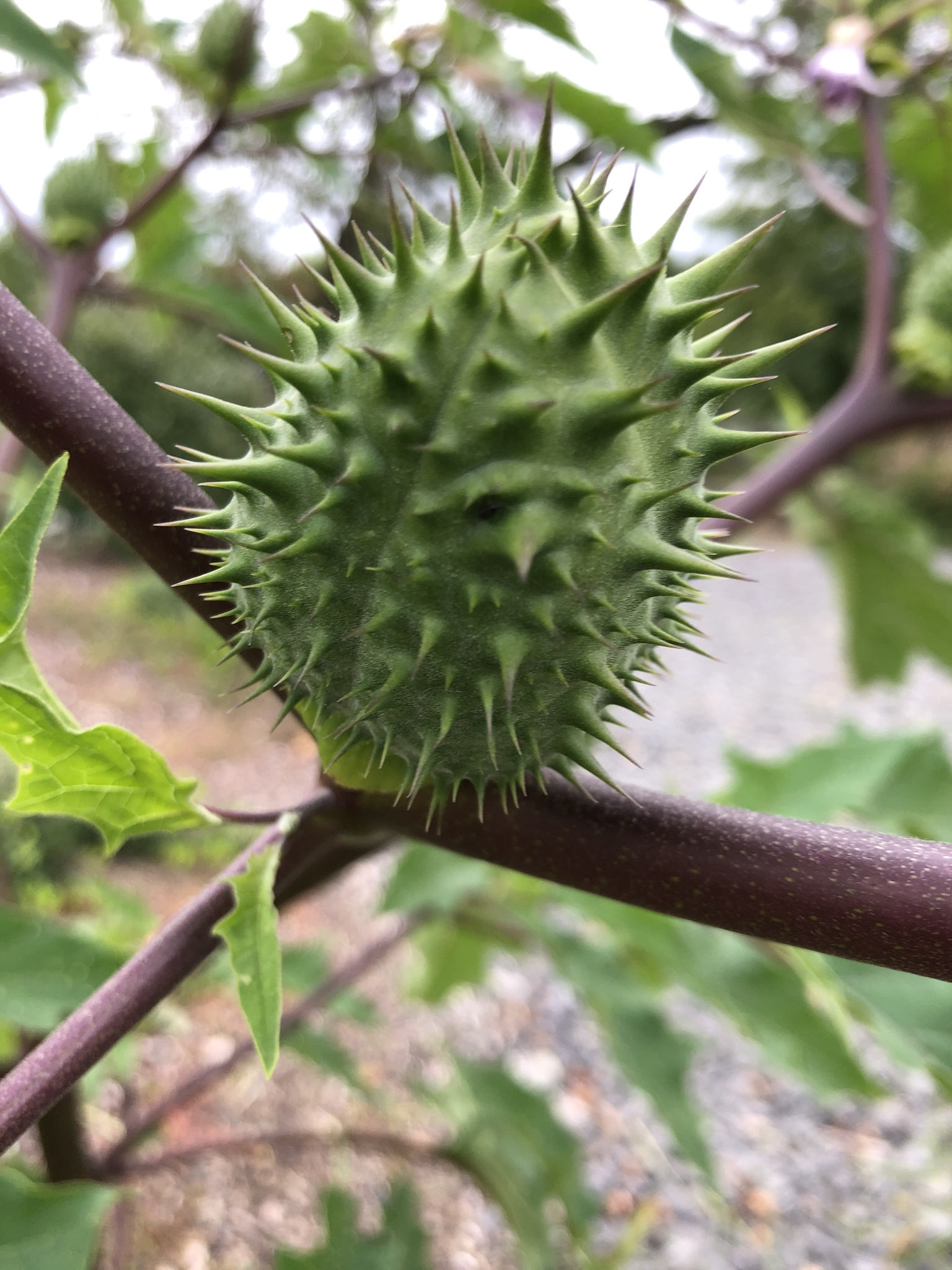 Datura plant is commonly known as jimsonweed, thornsapple or devil's trumpet. This particular variant is known as Datura stramonium. [File: Sara DeAngelis Wikimedia Commons]
