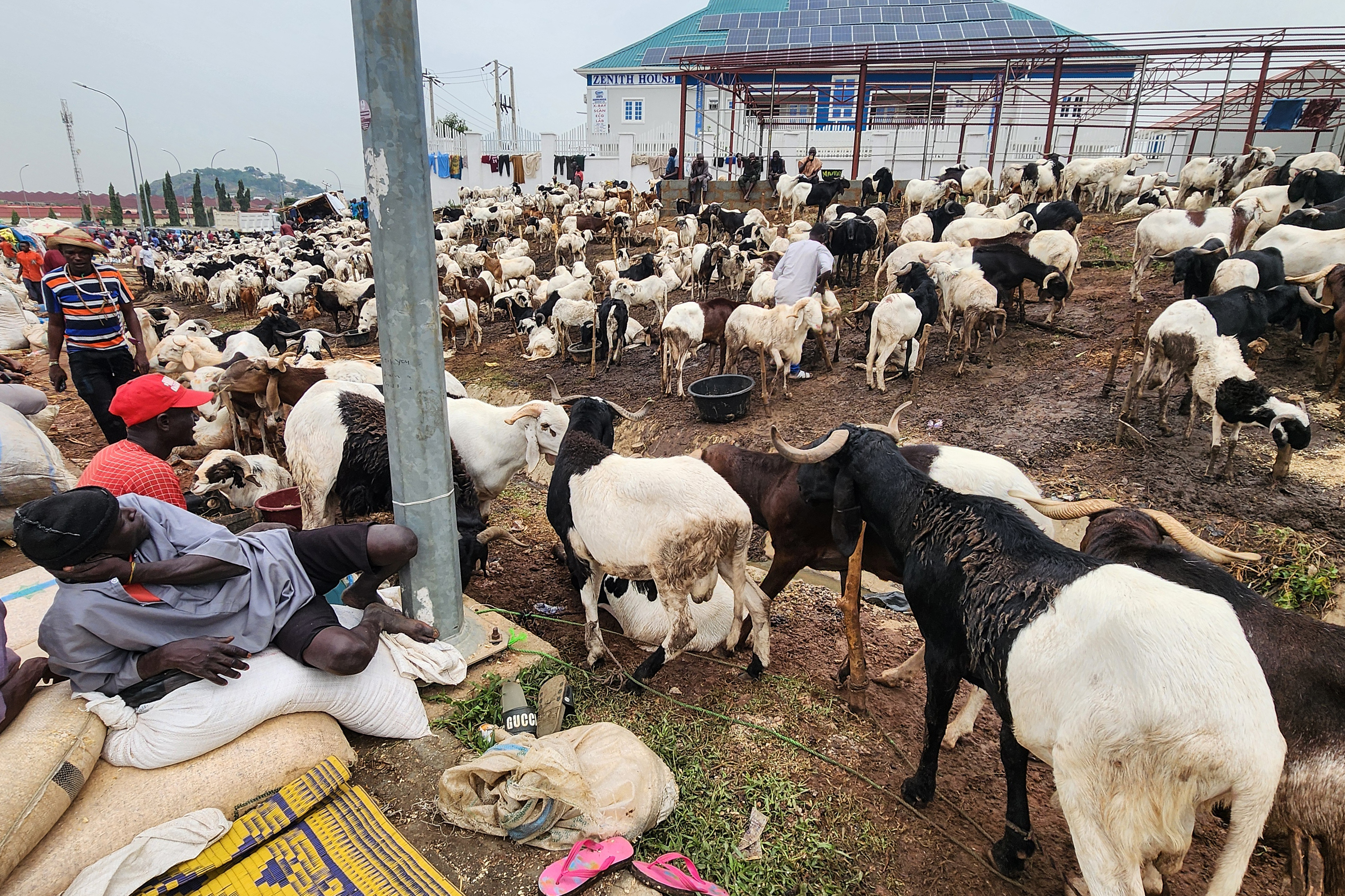 Mallam Ibrahim, a livestockseller exhausted the kubwa market lieng on the animals' feeds due to lack of customers