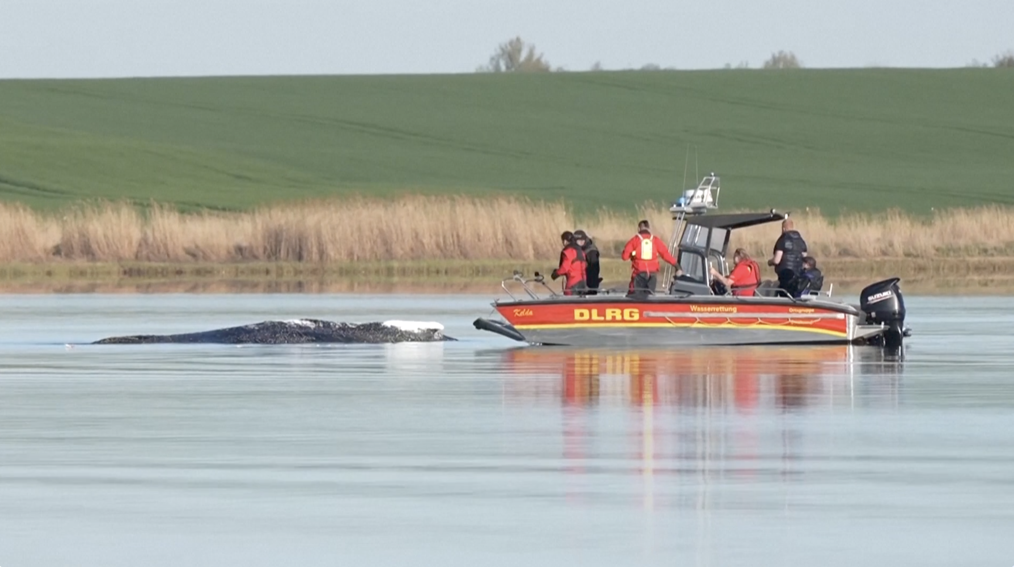 Rescue efforts for Timmy the whale.