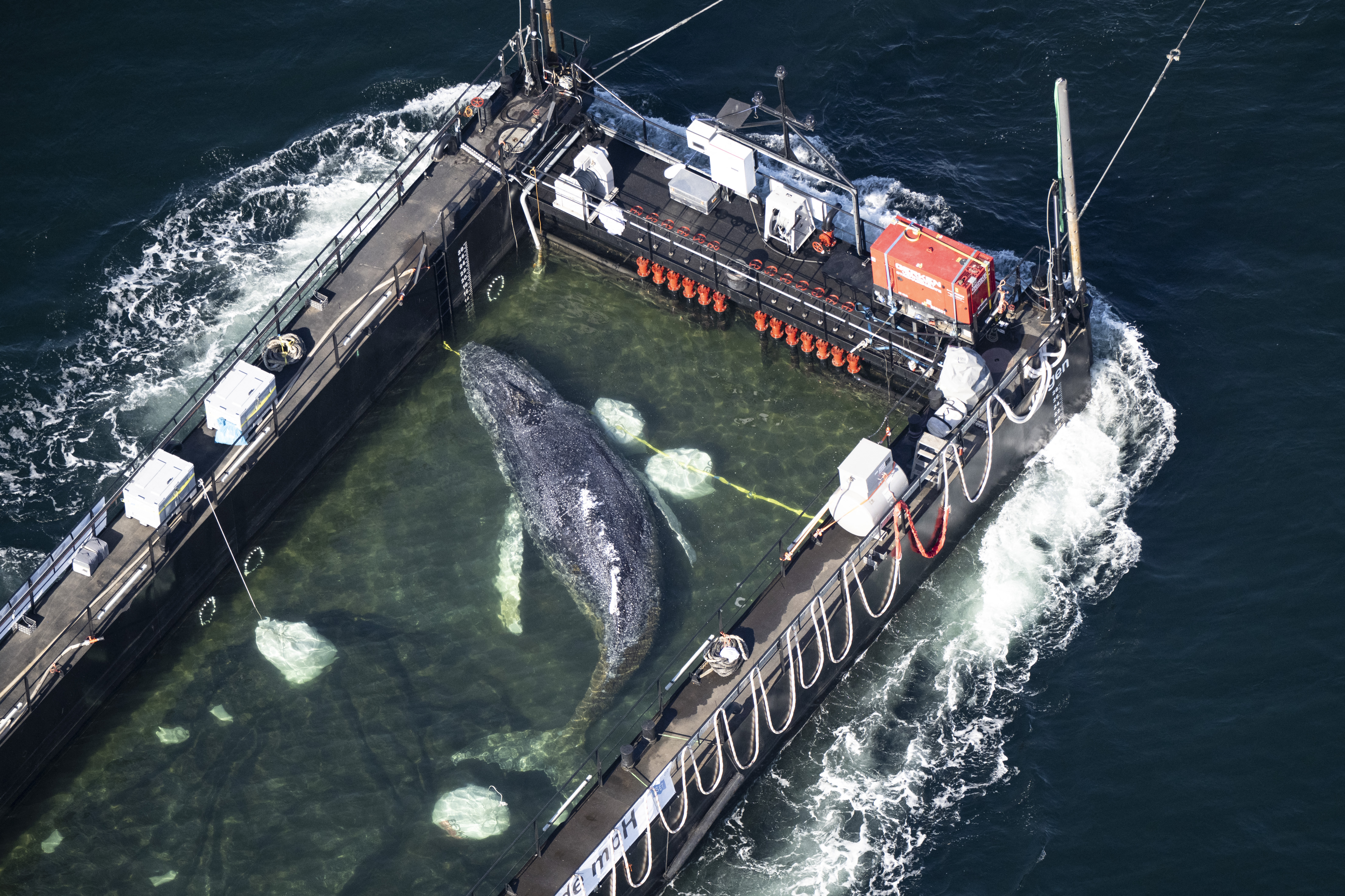 (FILES) Aerial photo taken on April 29, 2026 shows the rescued humpback whale in a special barge along the Danish coastline enroute back to the North Sea after it beached on a sandbank near the city of Luebeck, in late March.