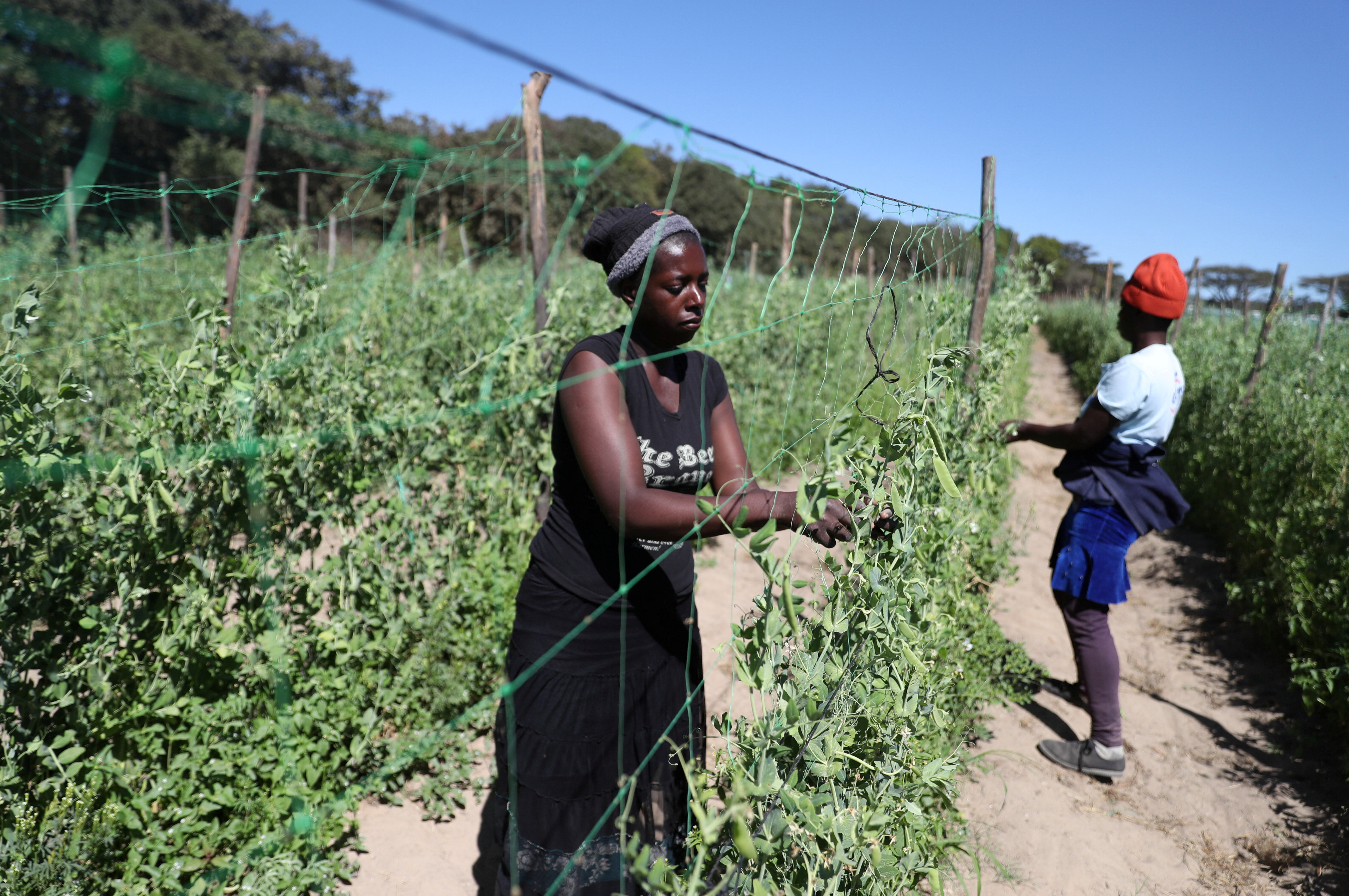 Workers harvest sugar snap peas destined for European markets at a farm in Marondera, east of the capital Harare, Zimbabwe, May 4, 2026. REUTERS/Philimon Bulawayo