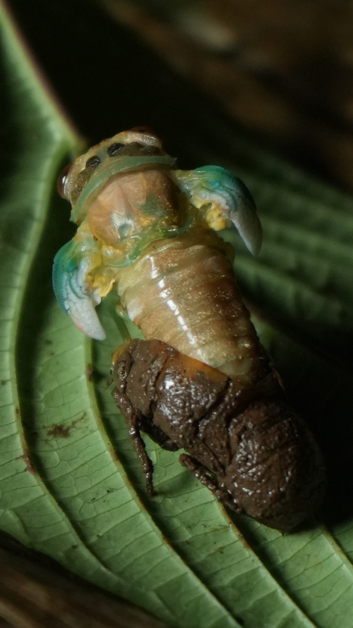 After four years underground feeding on bamboo roots, the cicada emerges for a brief adult life lasting only weeks [Ashutosh Kumar/ Al Jazeera]