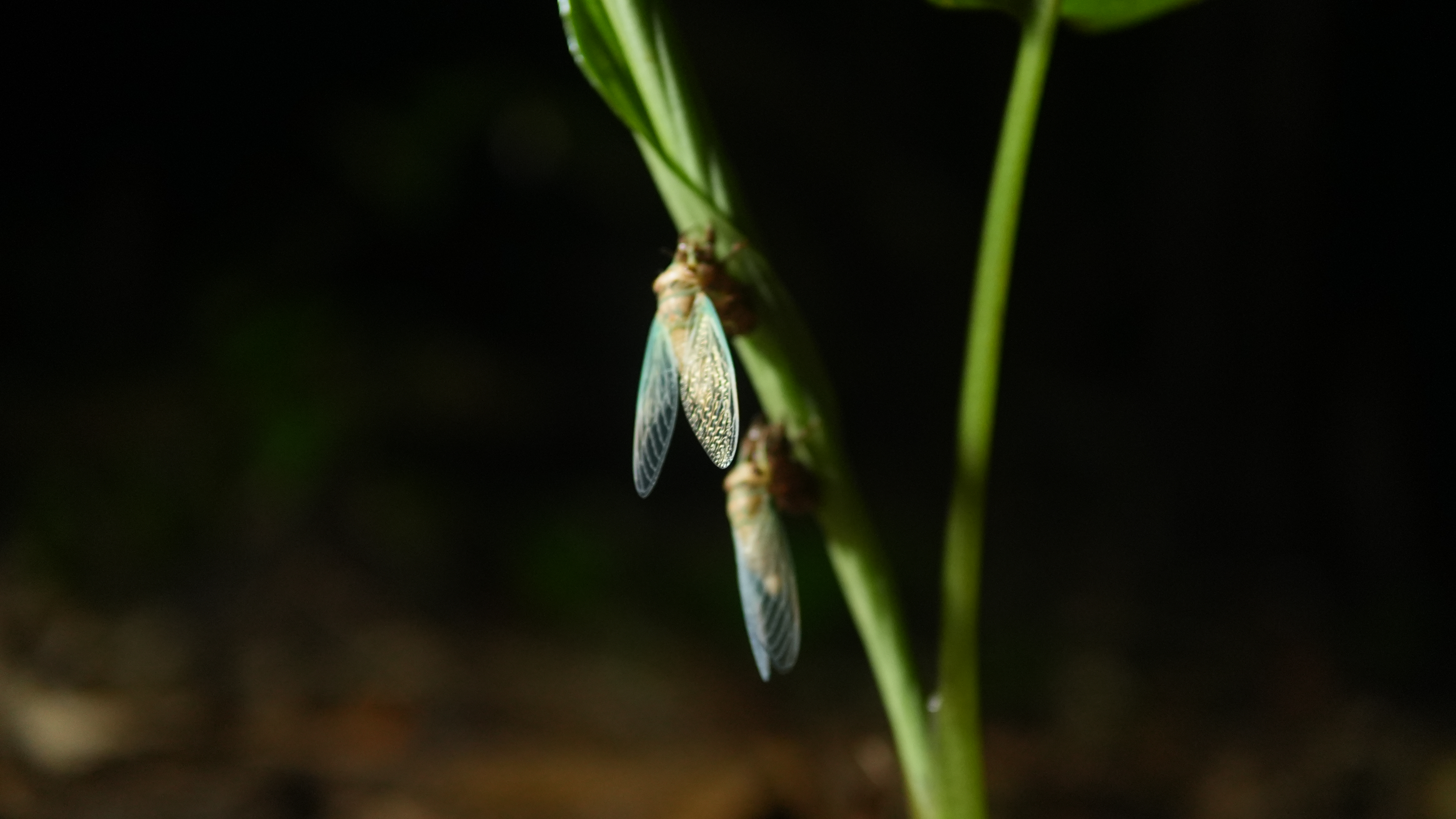 A newly emerged niangtaser climbs vegetation while its wings expand and harden