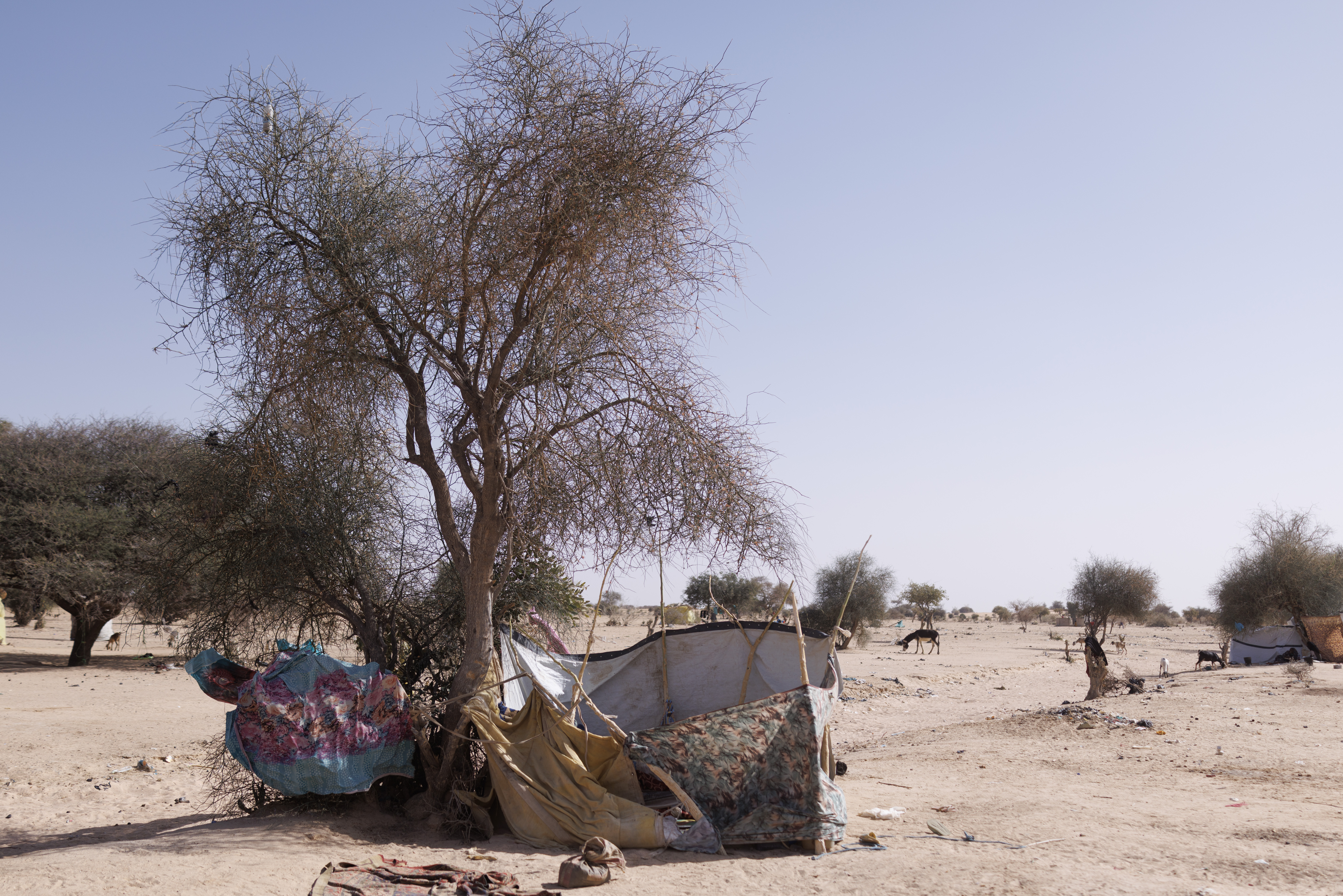 TINE, CHAD - FEBRUARY 21: Makeshift shelters under bushes at a refugee transit camp on February 21, 2026 in Tine, Chad. According to local reports the RSF have now taken control of the border town on the Sudanese side which is called Tina. In April 2023 civil war erupted between the Sudanese Armed Forces (SAF) and the armed militia group Rapid Support Forces (RSF). The ongoing conflict has so far displaced around 14 million people across the region, triggering a widespread humanitarian crisis, as neighboring countries like Chad struggle to absorb refugees, while coping with populations already suffering high poverty rates and food insecurity. Chad has become Africa's largest host of refugees per capita, hosting a total 1.4 million refugees - more than 900,000 of which fled the conflict in Sudan. The most recent wave of arrivals from Sudan follows the RSF's offensive to capture the north Darfur city of El Fasher, where 6,000 people were reportedly killed by the RSF in the space of three days in October. A recent UN report has accused the RSF of atrocities that amount to war crimes and possible crimes against humanity. As many as 400,000 people have reportedly been killed since the conflict began. (Photo by Dan Kitwood/Getty Images)