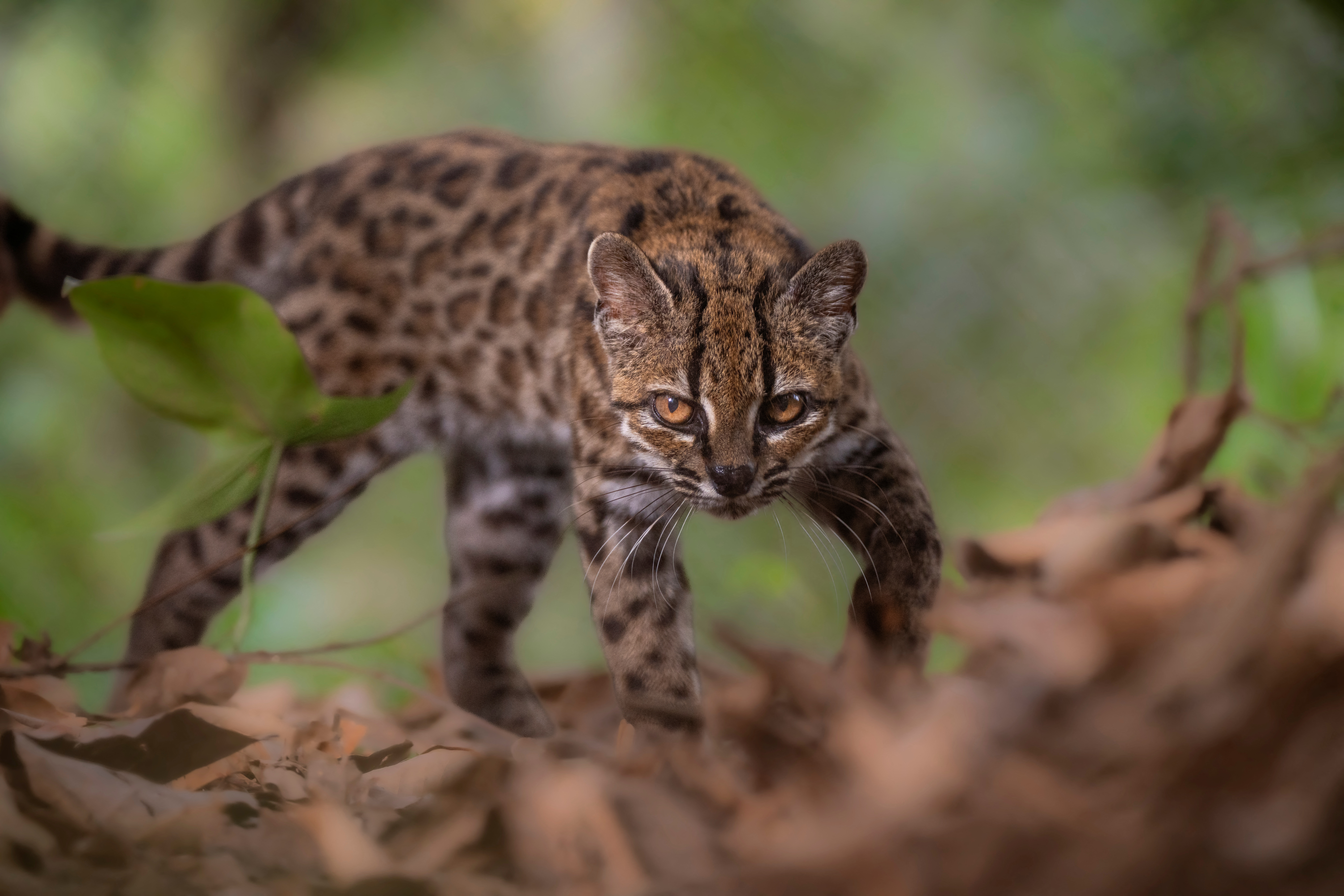 A Leopardus tilcayo cat, a newly identified species through research led by National Geographic Explorer Paola Nogales Ascarrunz, walks at the Senda Verde animal refuge in the Yungas region, Bolivia, September 1, 2026 [Fernando Faciole/National Geographic/Handout via Reuters]