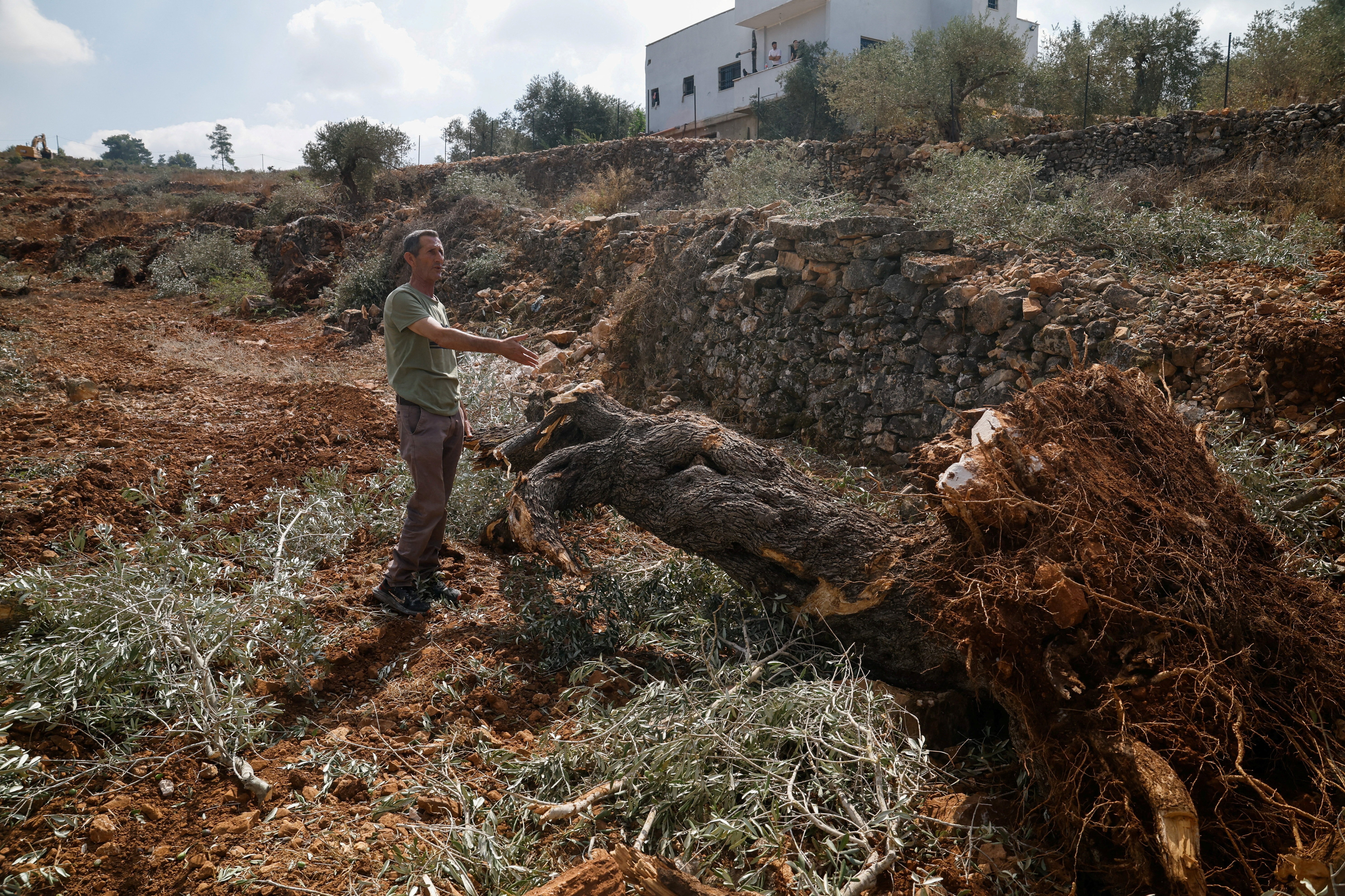 Palestinian man Abd Alfattah Tamimi gestures after Israeli military machinery uprooted his olive trees near the Palestinian village of Deir Nizam near Ramallah, in the occupied West Bank, September 23, 2026 [Mohammed Torokman/Reuters]