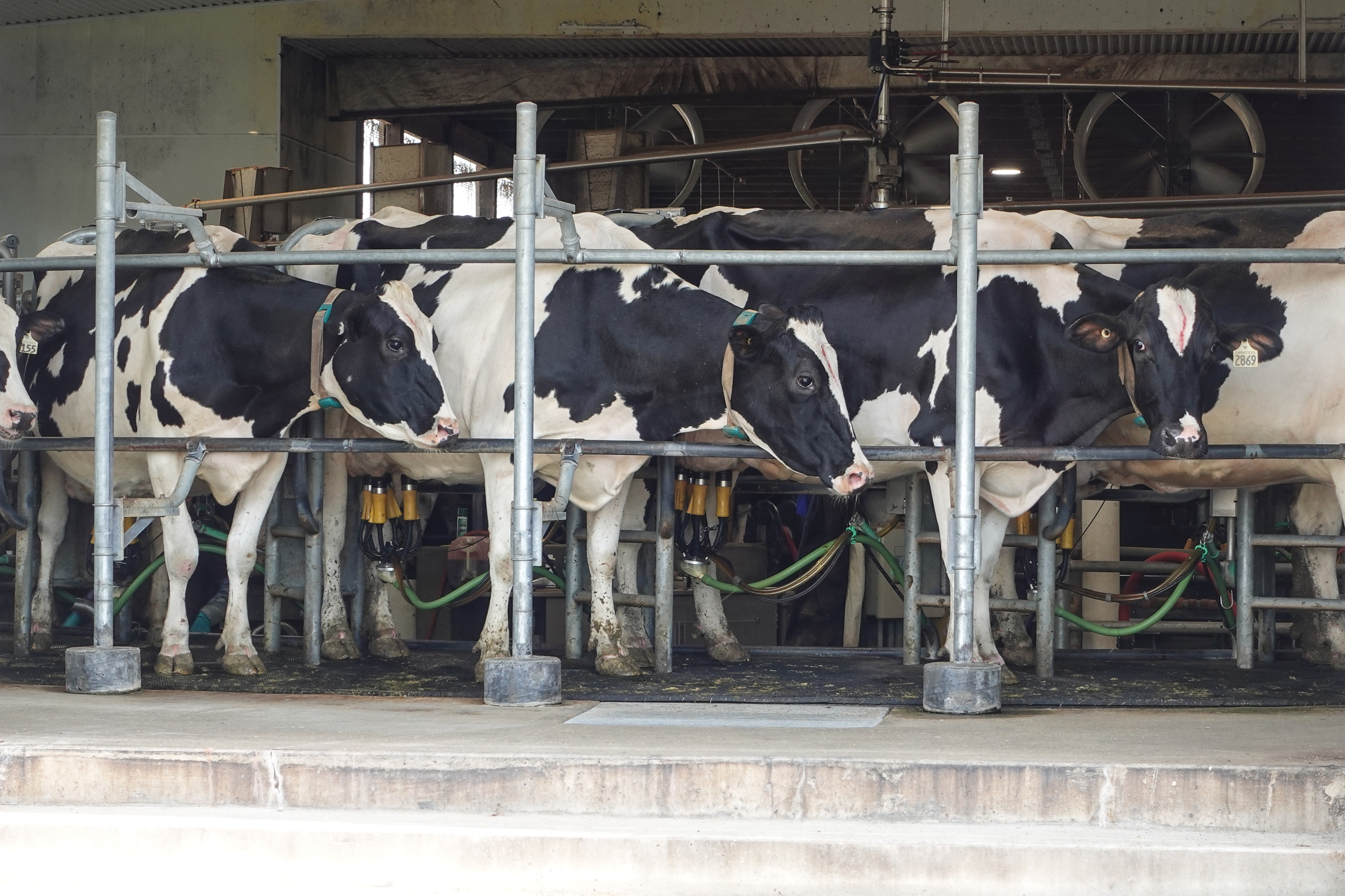 Cows on the milk production turnstile at Casey Pruim's Prime Acres Ltd. dairy farm in Abbotsford, British Columbia - each cow is milked three times a day to produce 30 litres of milk [Ali Mustafa/Al Jazeera]