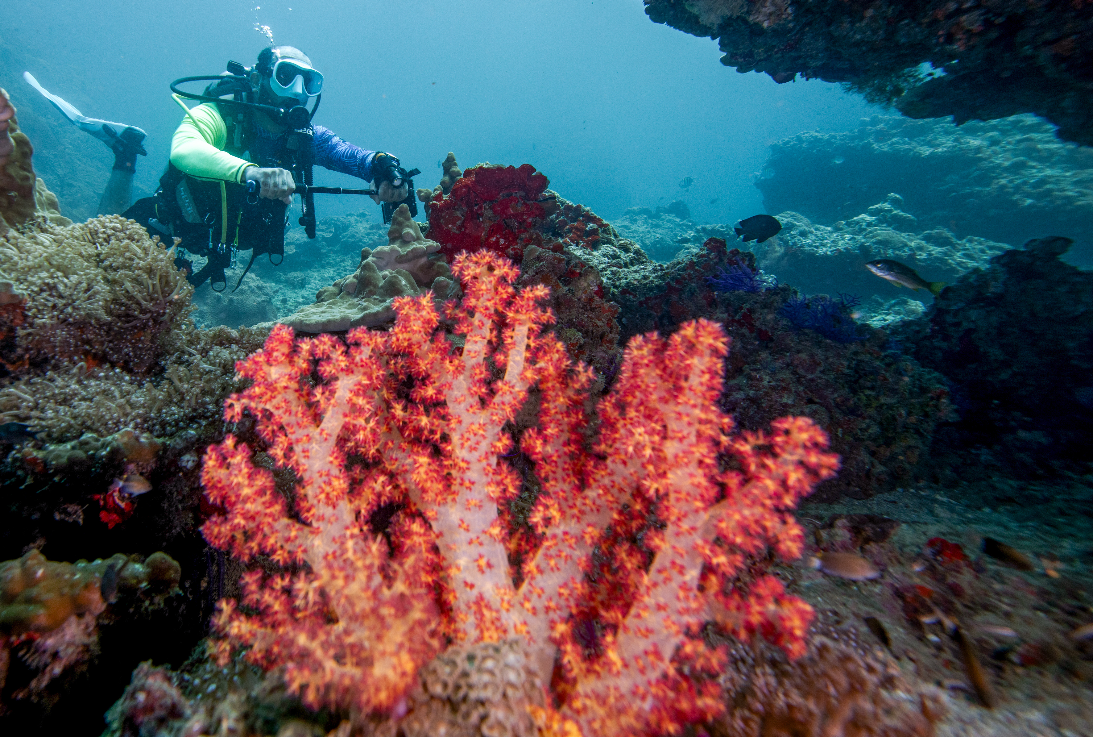 A view of the vibrant underwater world at one of Musandam's popular diving sites in Khasab, Oman on August 28, 2025 [Mahmut Serdar Alakus/Anadolu via Getty Images]