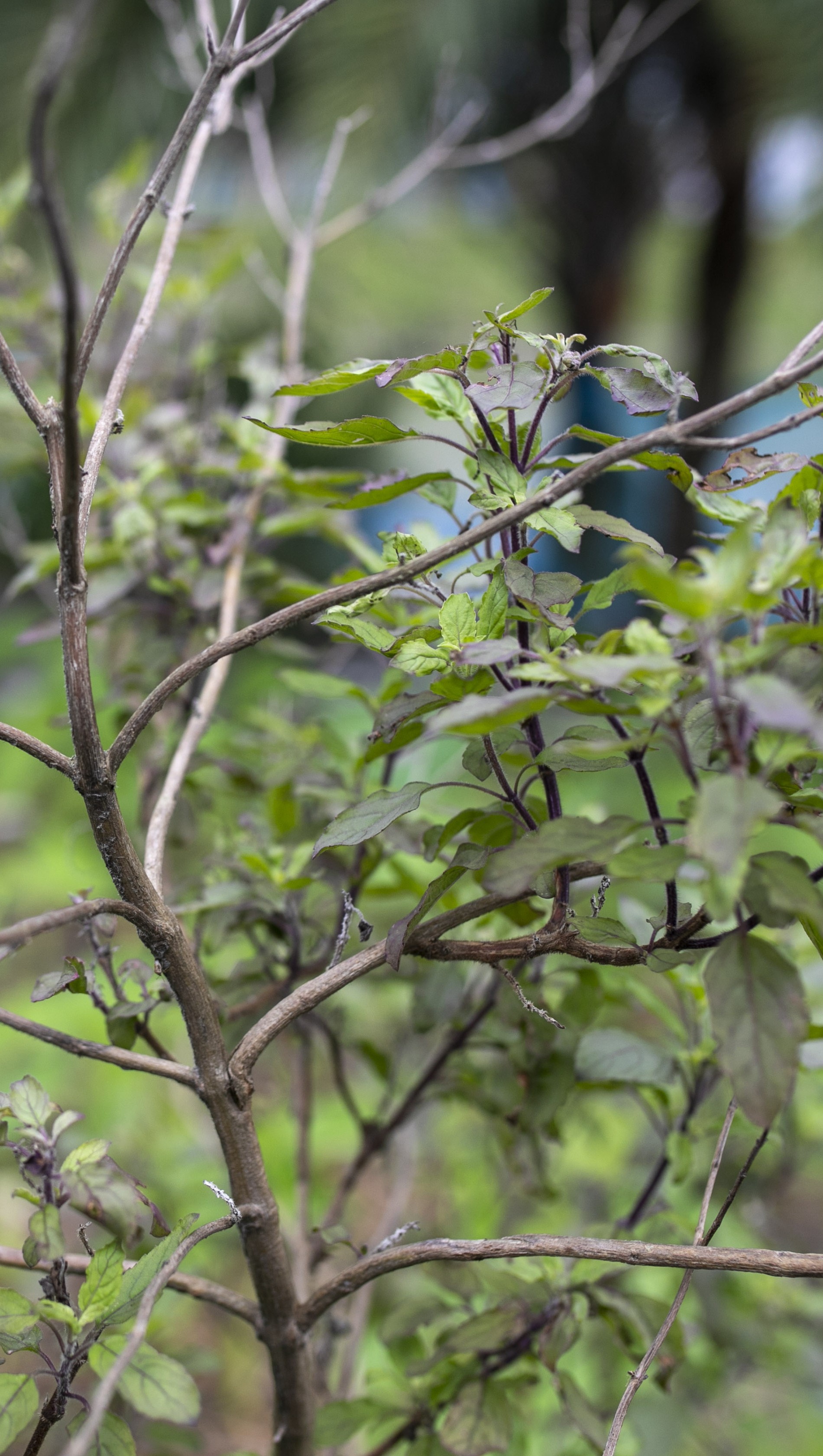 A tulsi plant grows in Koyra, one of the medicinal species whose uses have been passed down through generations of kabiraj